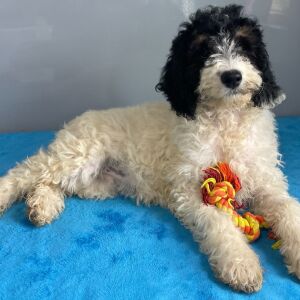 Poodle Puppy Scarlett