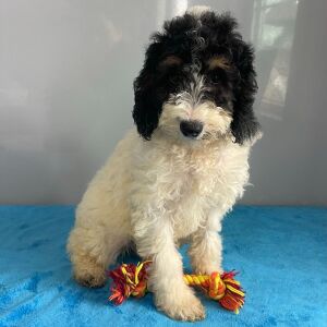 Poodle Puppy Scarlett