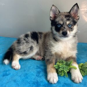 Pomsky Puppy Queenie