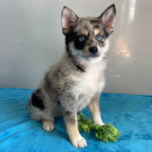 Pomsky Puppy Queenie