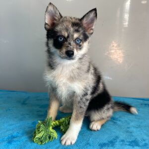 Pomsky Puppy Queenie