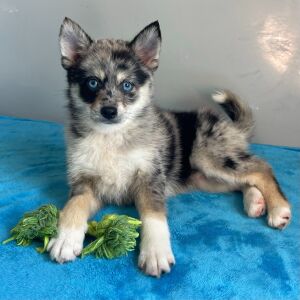 Pomsky Puppy Queenie