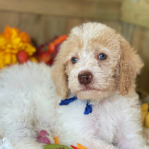 Labradoodle Puppy Milo