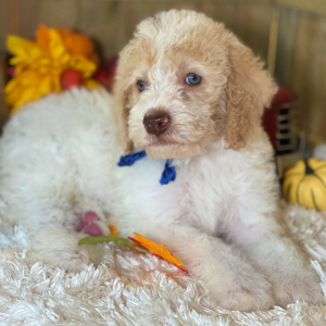 Labradoodle Puppy Milo