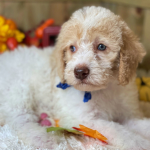 Labradoodle Puppy Milo