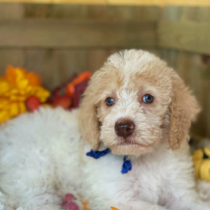 Labradoodle Puppy Milo