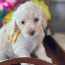 Labradoodle Puppy Belle