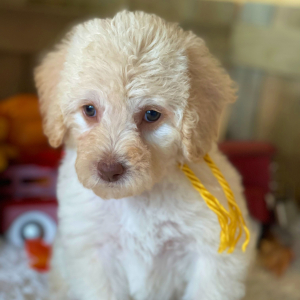 Labradoodle Puppy Belle