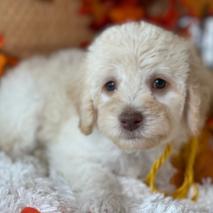 Labradoodle Puppy Belle