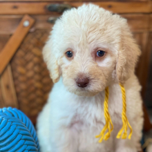 Labradoodle Puppy Belle