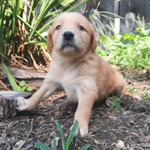 Golden Retriever Puppy Amelia