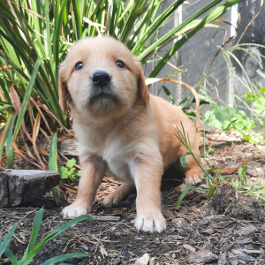 Golden Retriever Puppy Amelia