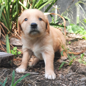 Golden Retriever Puppy Amelia