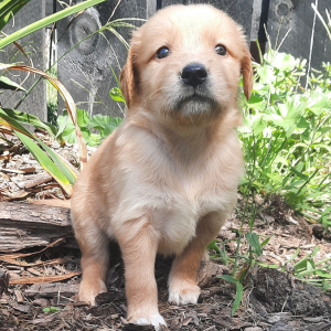 Golden Retriever Puppy Amelia