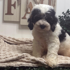 Cockapoo Puppy Beetle