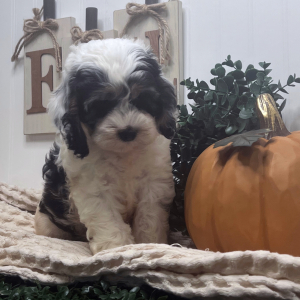 Cockapoo Puppy Beetle