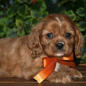 Cavalier King Charles Spaniel Puppy Coop