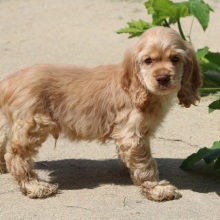 Cocker Spaniel Puppy Andrew
