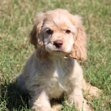 Cocker Spaniel Puppy Andrew