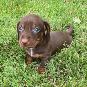 Dachshund Puppy Chayse