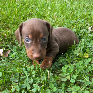 Dachshund Puppy Chayse