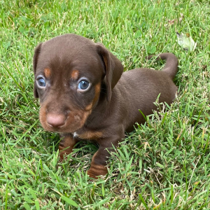 Dachshund Puppy Chayse
