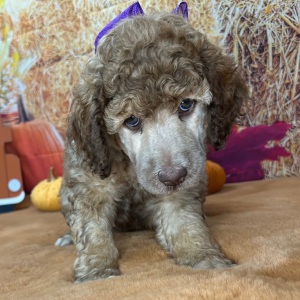 Poodle Puppy Francine