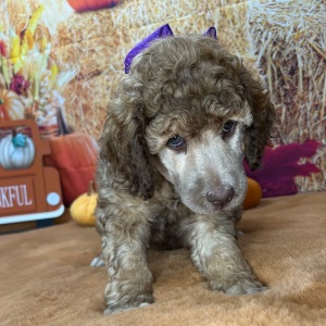 Poodle Puppy Francine