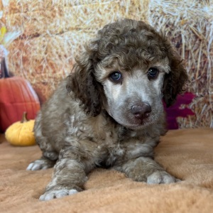 Poodle Puppy Francine