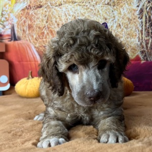 Poodle Puppy Francine