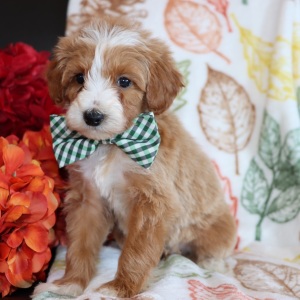 Goldendoodle Puppy Mars