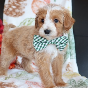 Goldendoodle Puppy Mars