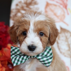 Goldendoodle Puppy Mars