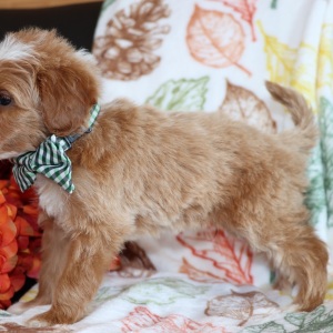 Goldendoodle Puppy Mars