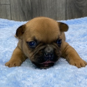 French Bulldog Puppy Zoom