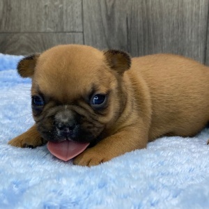 French Bulldog Puppy Zoom