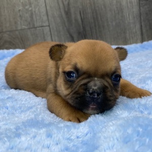 French Bulldog Puppy Zoom