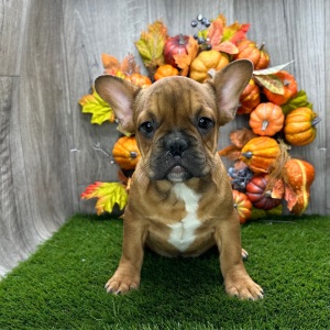 French Bulldog Puppy Zoom