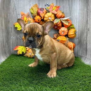 French Bulldog Puppy Zoom