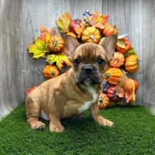French Bulldog Puppy Zoom