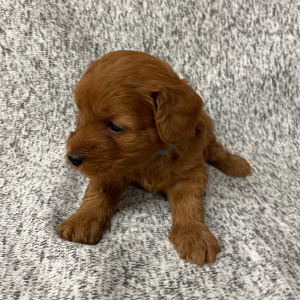 Cavapoo Puppy Nutmeg
