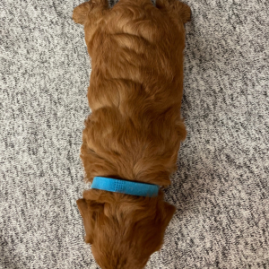 Cavapoo Puppy Nutmeg