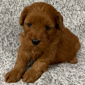 Cavapoo Puppy Nutmeg