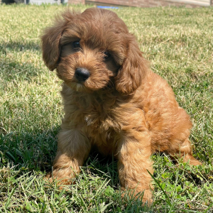 Cavapoo Puppy Nutmeg