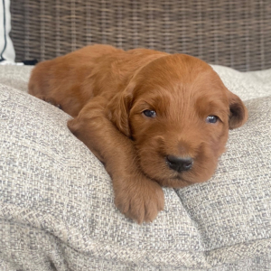 Goldendoodle Puppy Reed