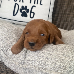 Goldendoodle Puppy Reed