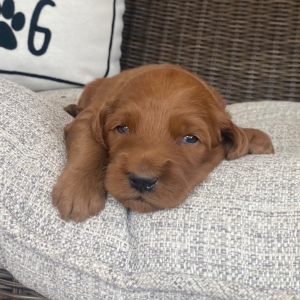 Goldendoodle Puppy Reed