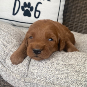 Goldendoodle Puppy Reed