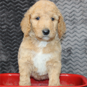 Goldendoodle Puppy Jake