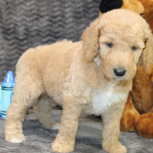 Goldendoodle Puppy Jake